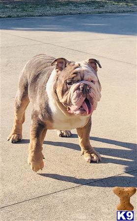 English Bulldog dog